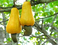 cashew früchte am baum