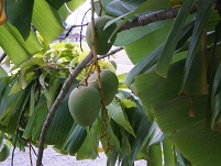 unreife mangos am baum