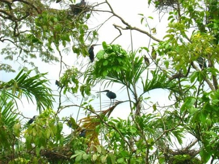 © Yasuni Nationalpark in Ecuador