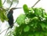Yasuni Nationalpark in Ecuador