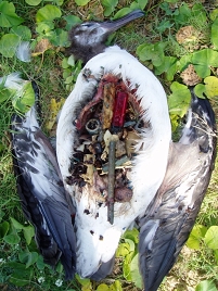 an albatros killed by plastic 