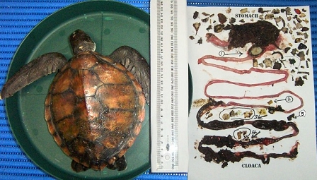 turtle and stomach 