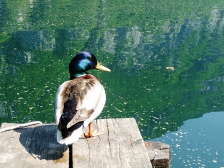 duck on water