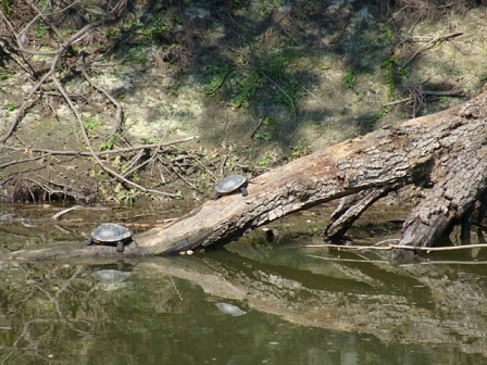 river turtles