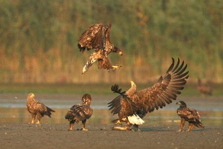 white tailed eagles