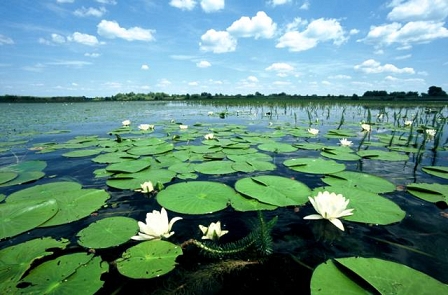 The Danube in an unregulated state