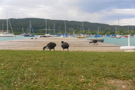 unscharfe Enten vor dem Wörthersee