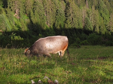 amazing cow