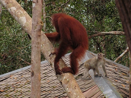 Macaque meets Orangutan