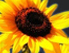 sonnenblume