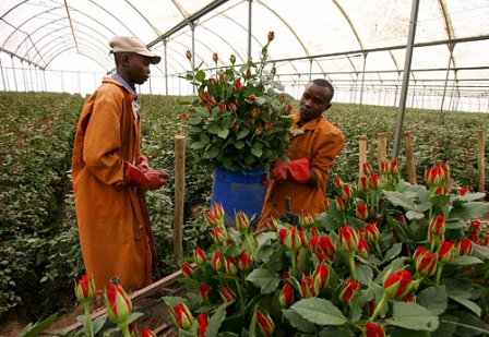 Rosenfarm in Kenia
