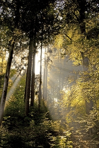 Sonnendurchfluteter Wald