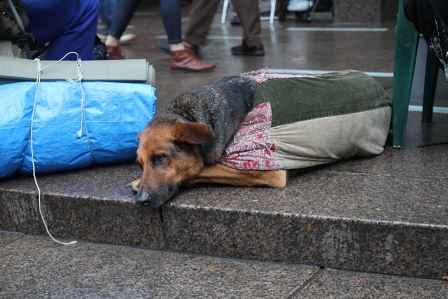 Occupy Wall Street, New York