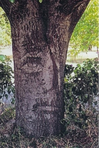 baum