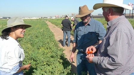 Ausschnitt aus dem Film "Taste The Waste": Initiatoren des The Tucson Farmers' Market klauben Tomaten auf einem Feld.