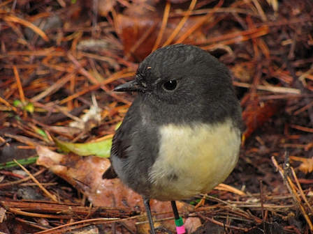 © Johnny Bliss, 2011 Stewart Island