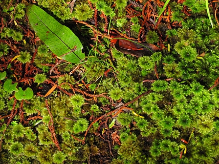 © Johnny Bliss, 2011 Stewart Island