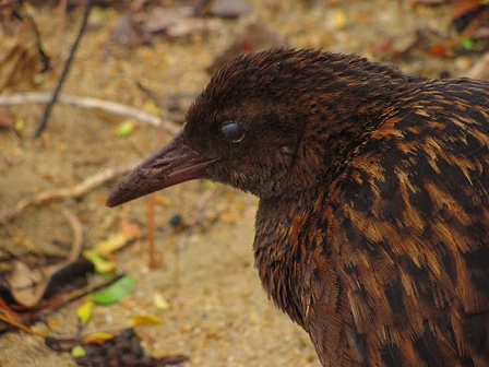 © Johnny Bliss, 2011 Stewart Island