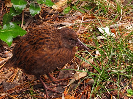 © Johnny Bliss, 2011 Stewart Island