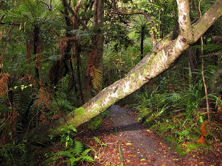© Johnny Bliss, 2011 Stewart Island