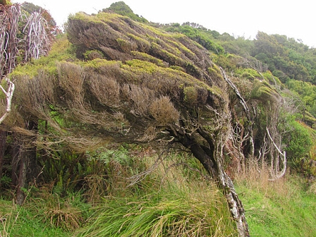 © Johnny Bliss, 2011 Stewart Island
