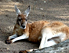 Kangaroo