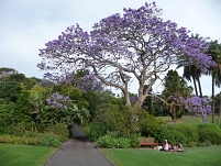 jacaranda