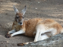 my pic of a kangaroo