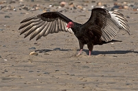 Vulture