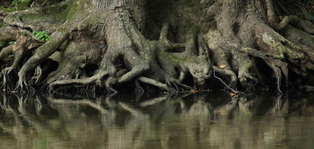 Baumwurzeln in Wasser