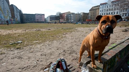 leere Fläche in Berlin (mit Hund)