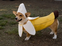 Corgi im Bananenkostum.