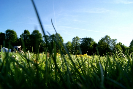 Wiese in einem Park in Wien