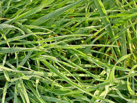 Gras mit Rauhreif