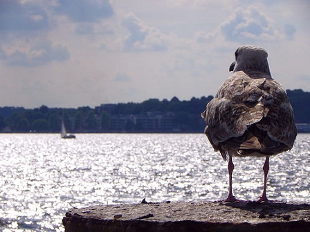 ein vogel sitzt auf einem pfosten und schaut auf das meer