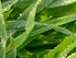 Gras