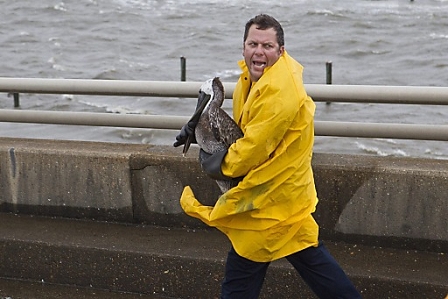 A New Orleans Sewage & Waterboard worker rescues a brown Pelican