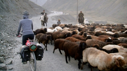 susie cycles past sheep!