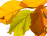 Herbstblätter