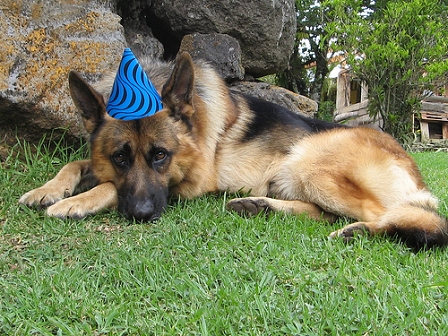 Ein Schäferhund mit Partyhut