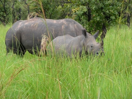 Rhino in Uganda