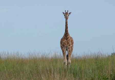 giraffes at murchison falls national park