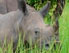 Ein Nashorn im Gras