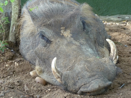 a wart hog