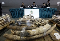 Ivory seizure