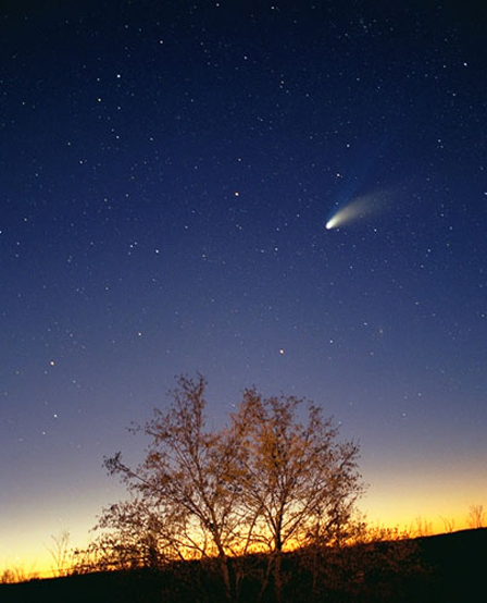 Photo of the comet Hale-Bopp above a tree