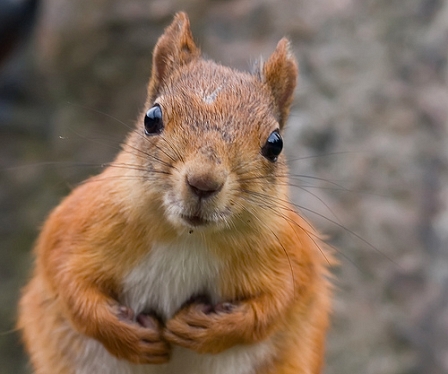 starrendes Eichhörnchen