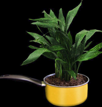 Blumentopf