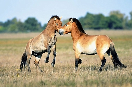 Przewalski horses