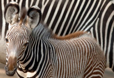 Grevy zebras